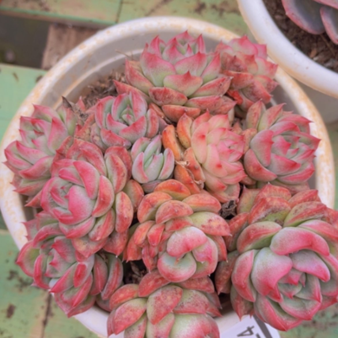 【闪购商品】福诺瑞安娜多肉03224