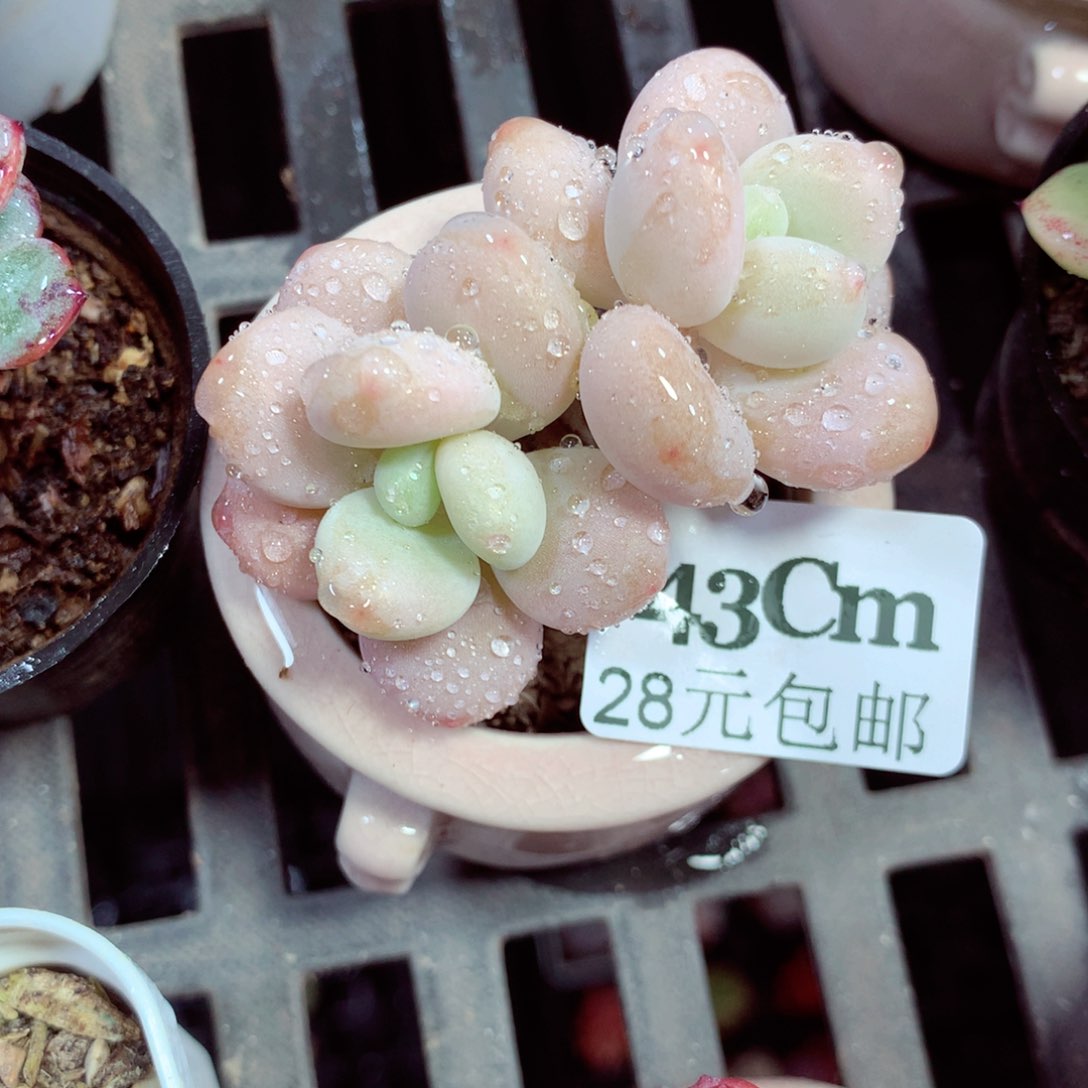 5厘米盆精控多肉243