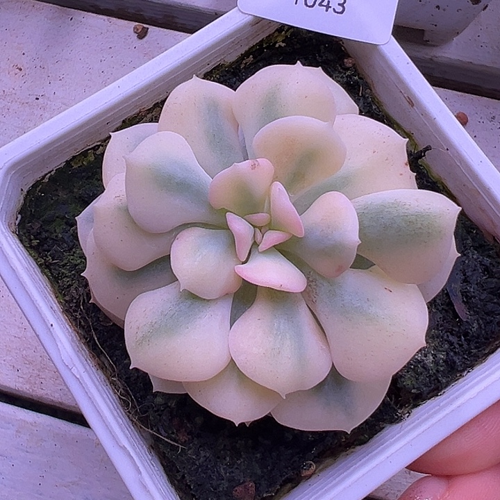 1042雪精灵锦多肉植物