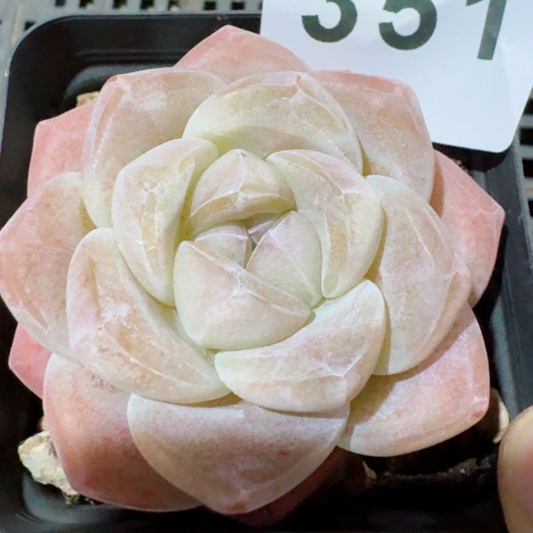 冰玉福利         精品多肉