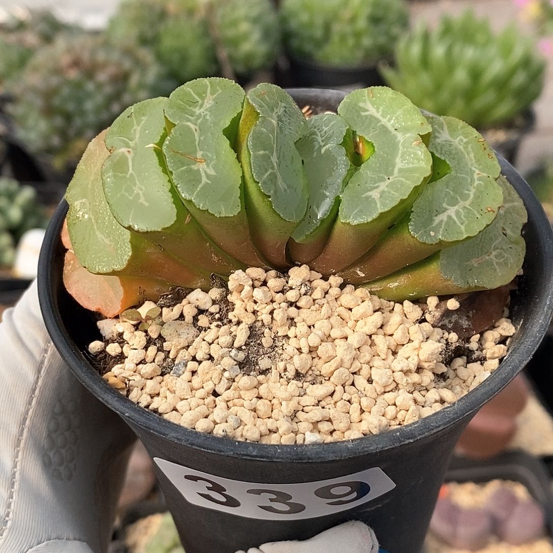 339 实生玉扇老母本 带盆土