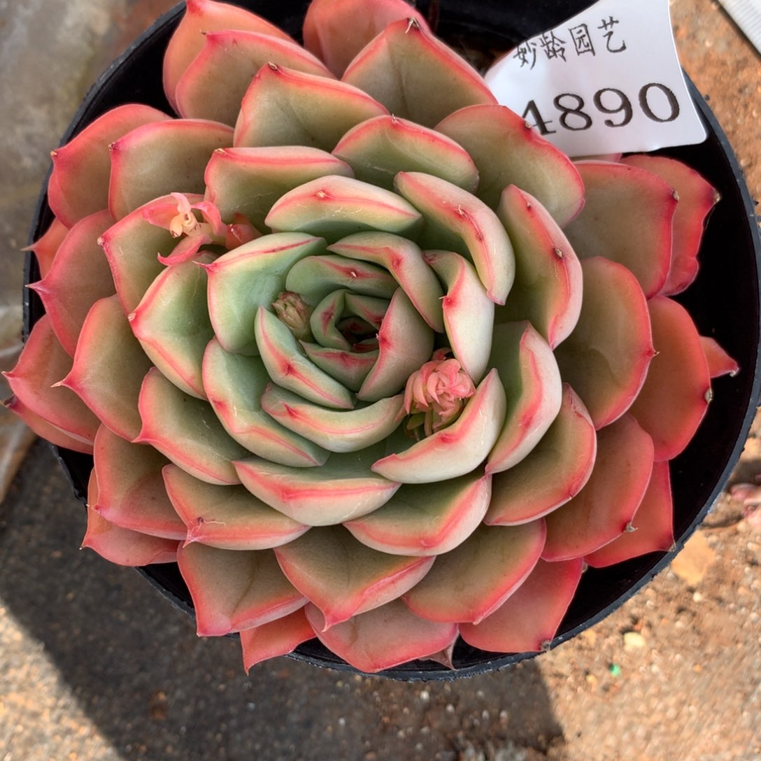 4890杂交多肉植物
