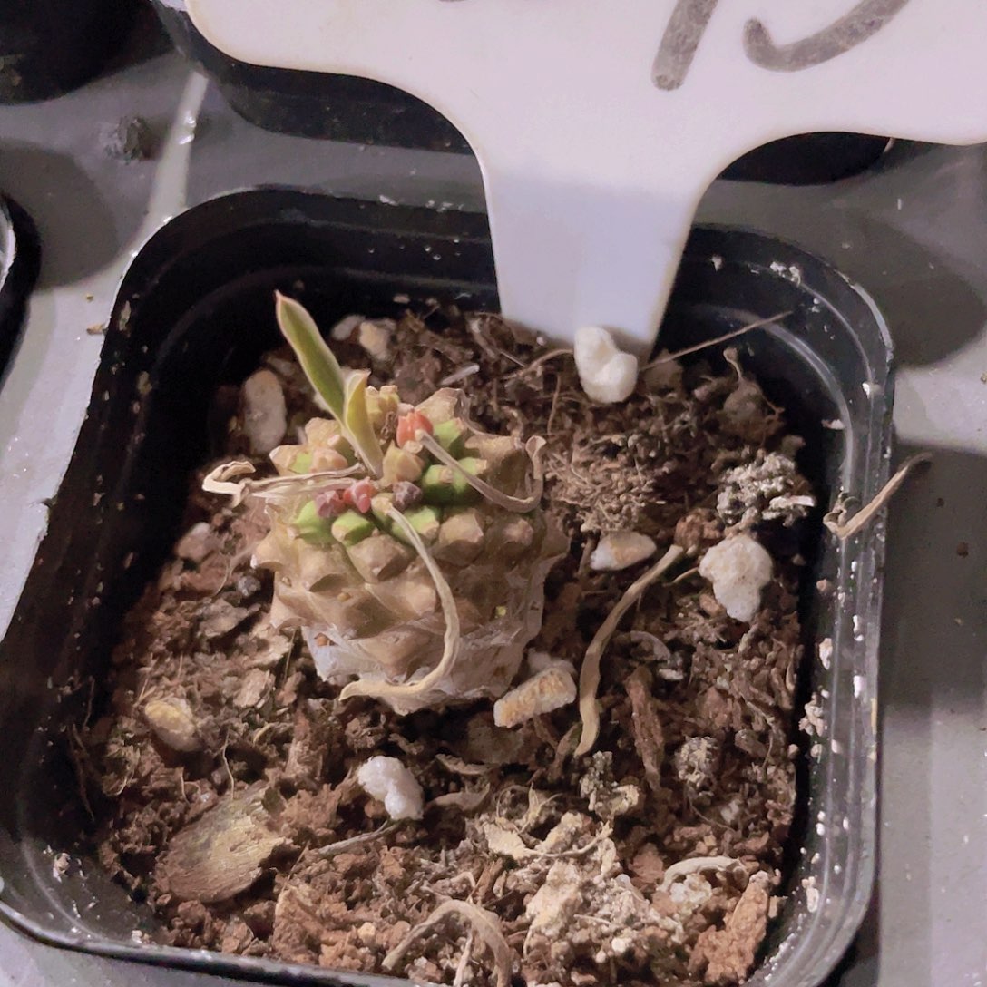 小菠萝a095一物一拍