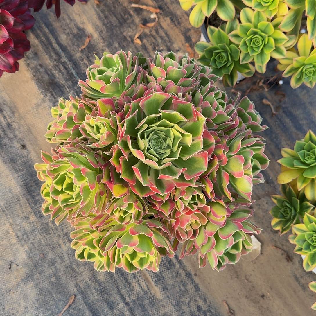 151白风多肉植物