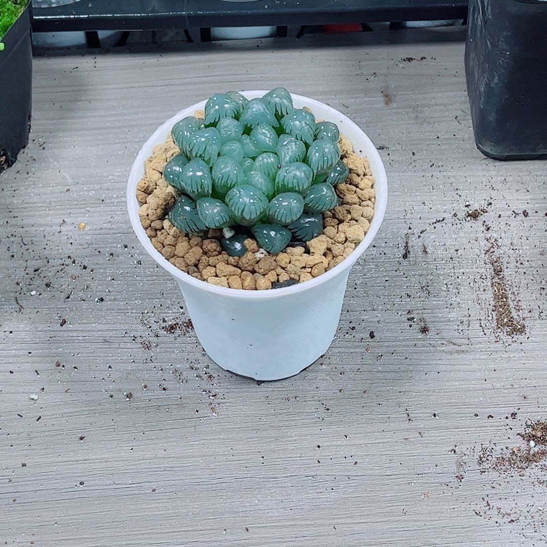 潘灯玉露一勿一拍