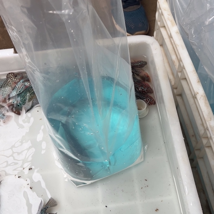 璟***父罗汉鱼11111111111111