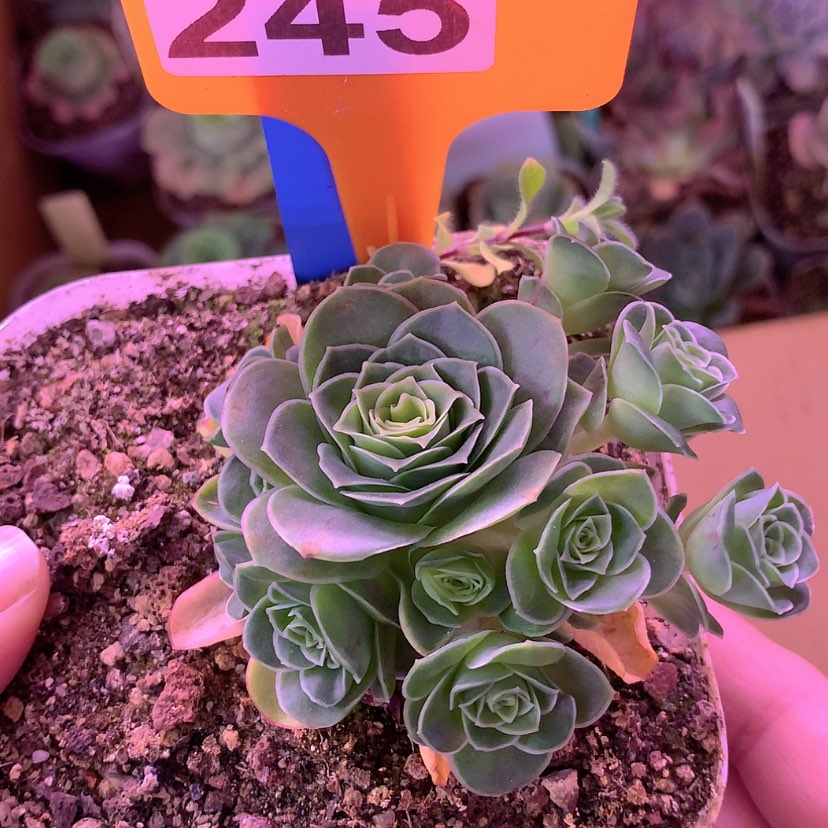 【闪购商品】yjj245星河