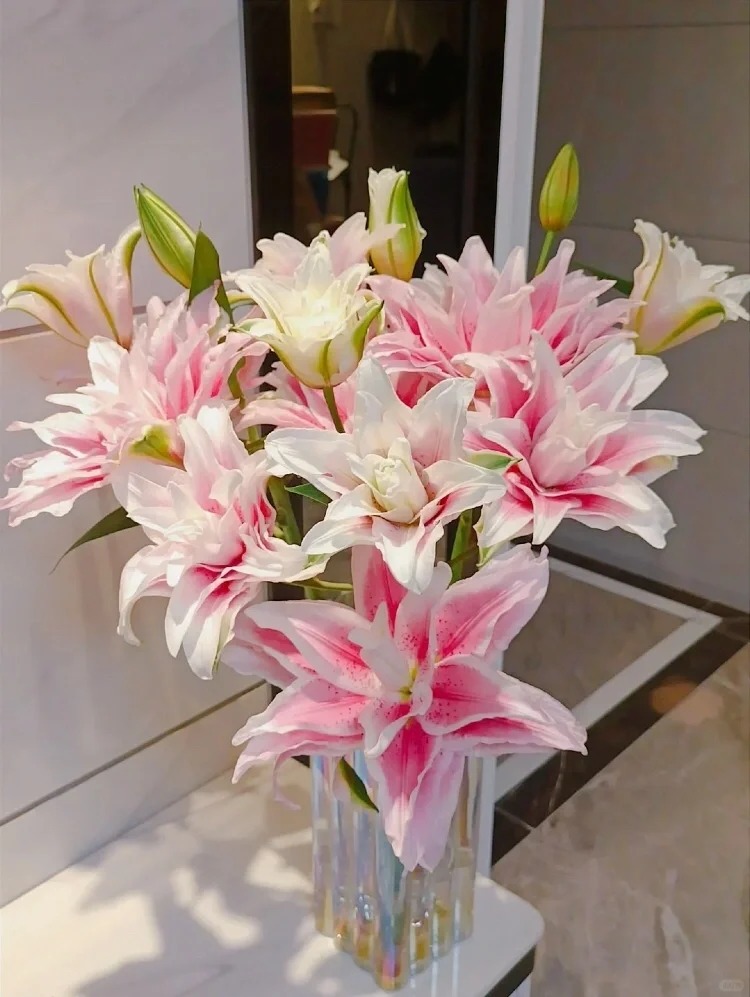 婵之语优选伊莎贝拉百合