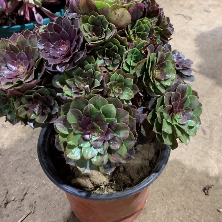 551花月夜多肉植物特价