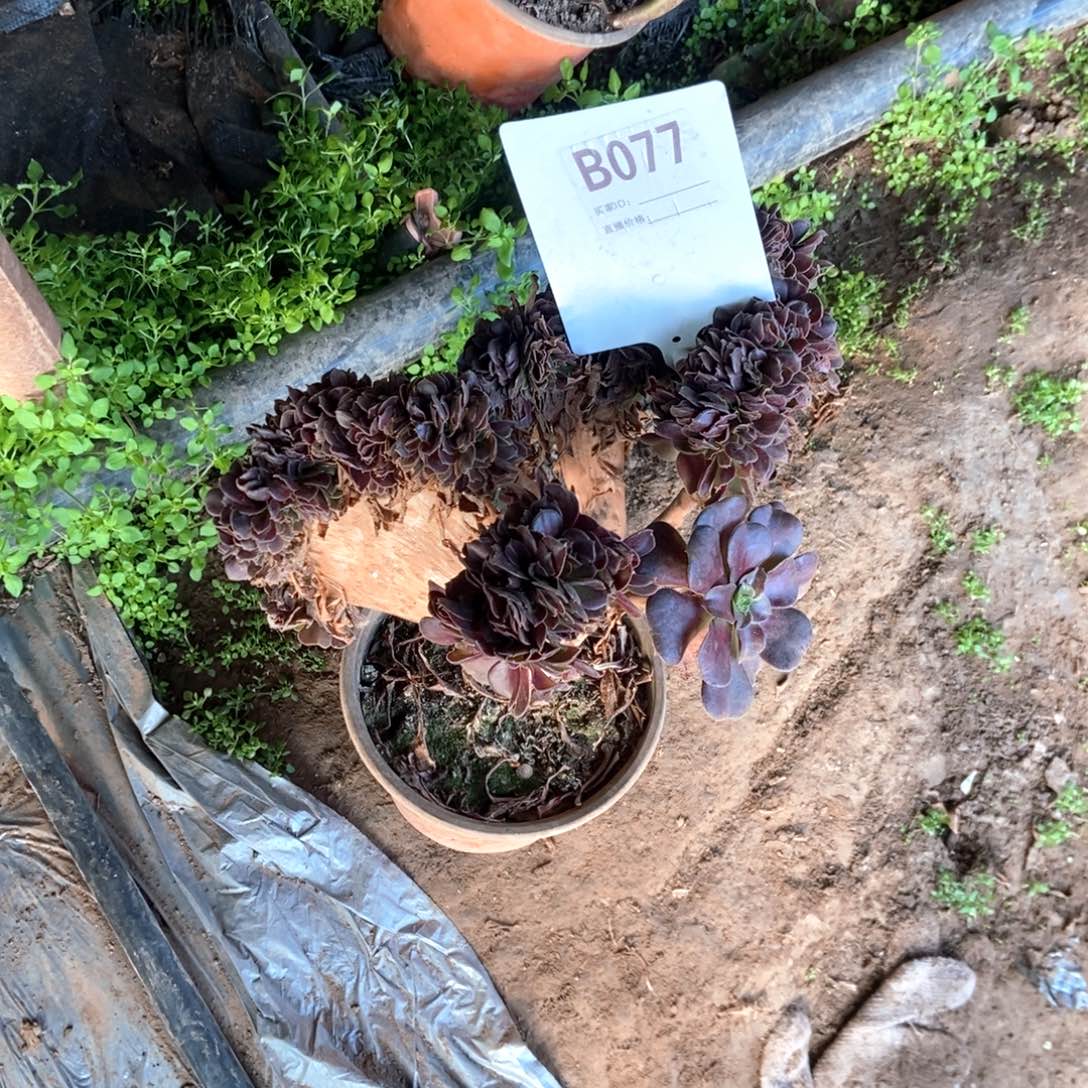 七***饰B077欧紫缀化干伤处理