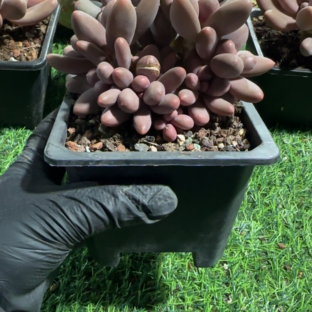 一物一拍糖果自然群11头