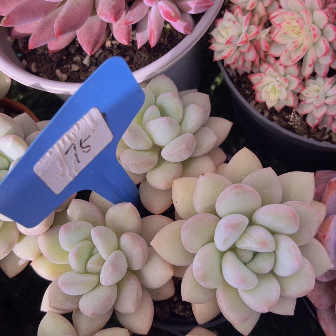 角*香玉的故事是一个人的故事