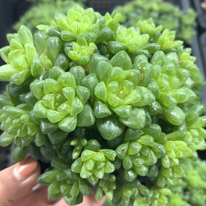 草水晶玉露群多肉植物