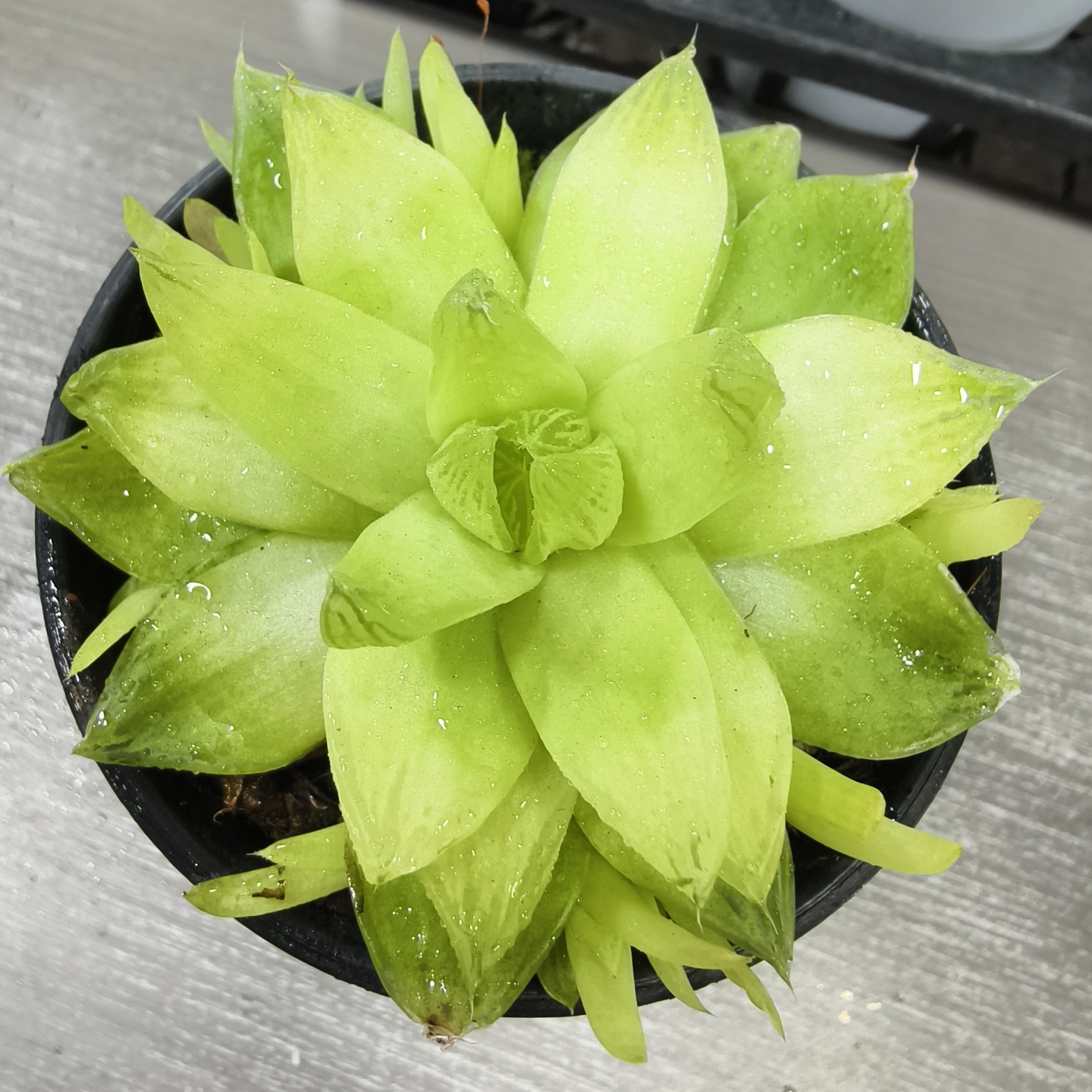 黄金玉露（满16包邮）新手养护客厅阳台办公一物一拍