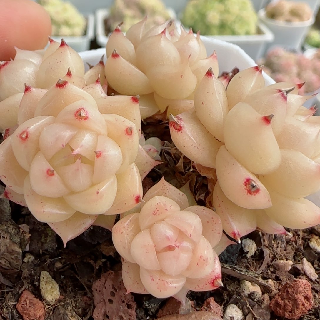 【闪购商品】0310-54包子麦杆