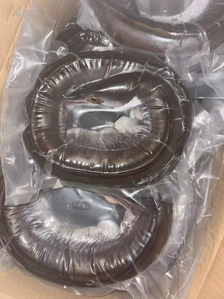 【现秤舟山鳗鱼】舟山本港渔民直发！介意冻发慎拍！