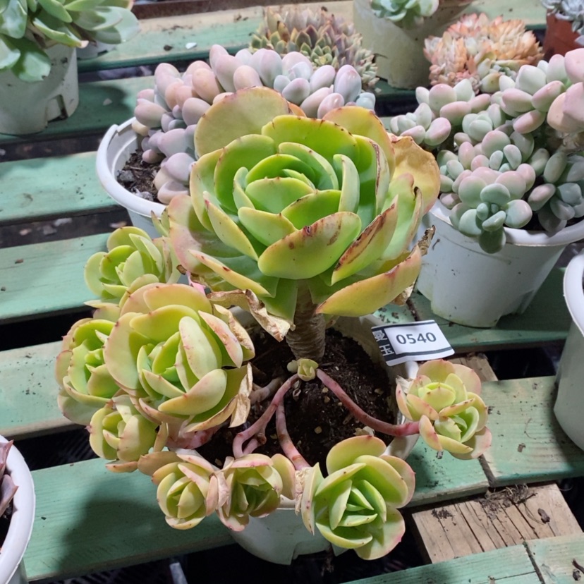 【闪购商品】碧桃0540