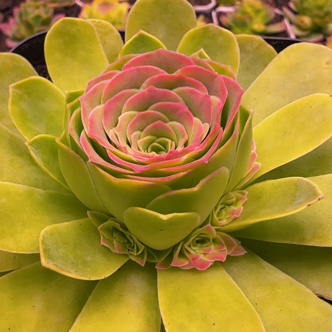 清莜群14243537373827355