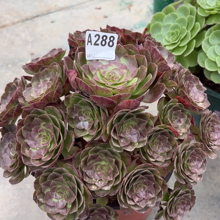 288黑魔30厘米左右