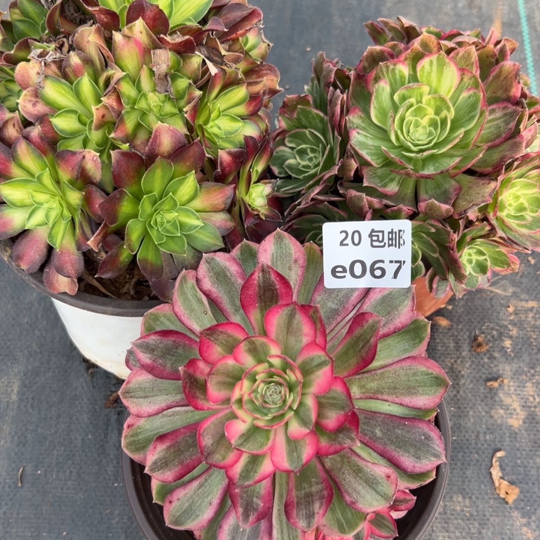 3颗，倾城，韶华，万花筒