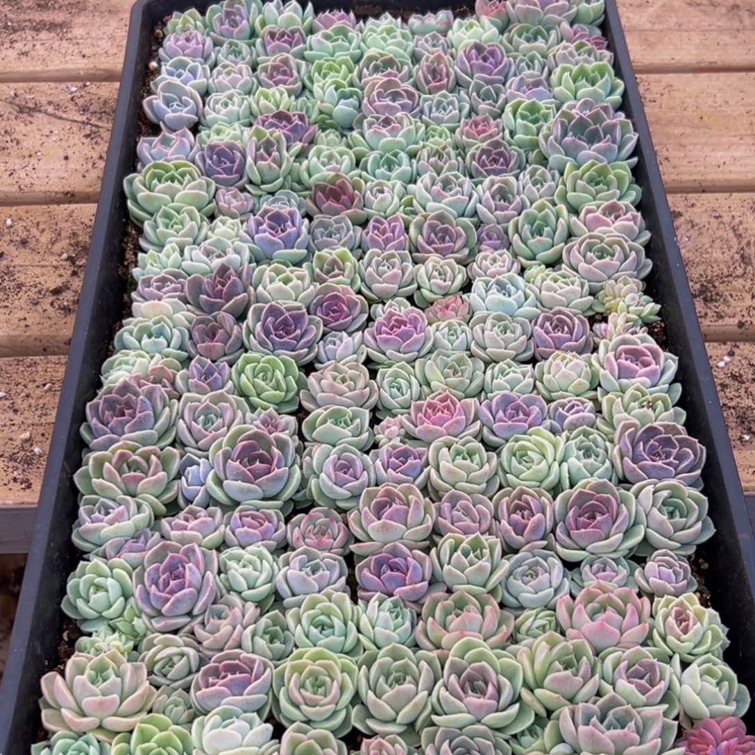 825大热天的一多肉植物