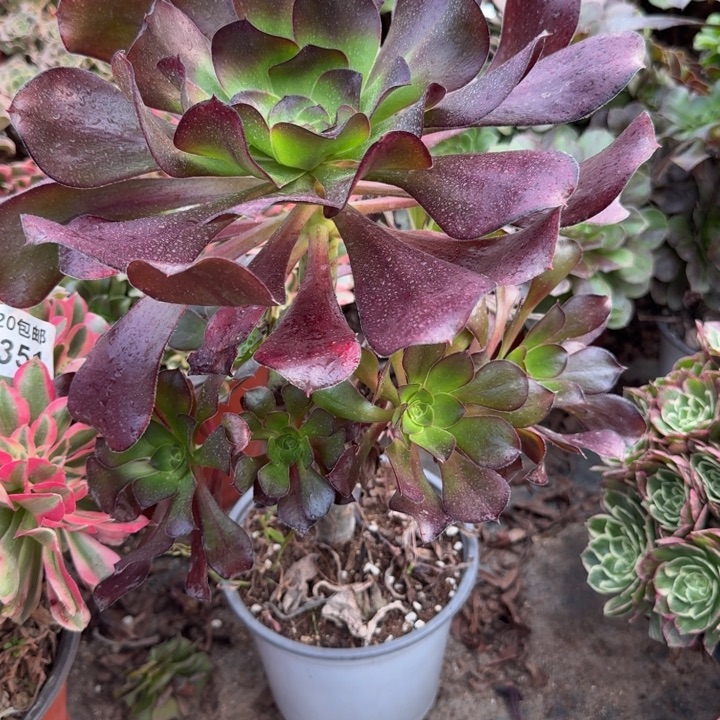 满20包邮， 598红酒巫毒