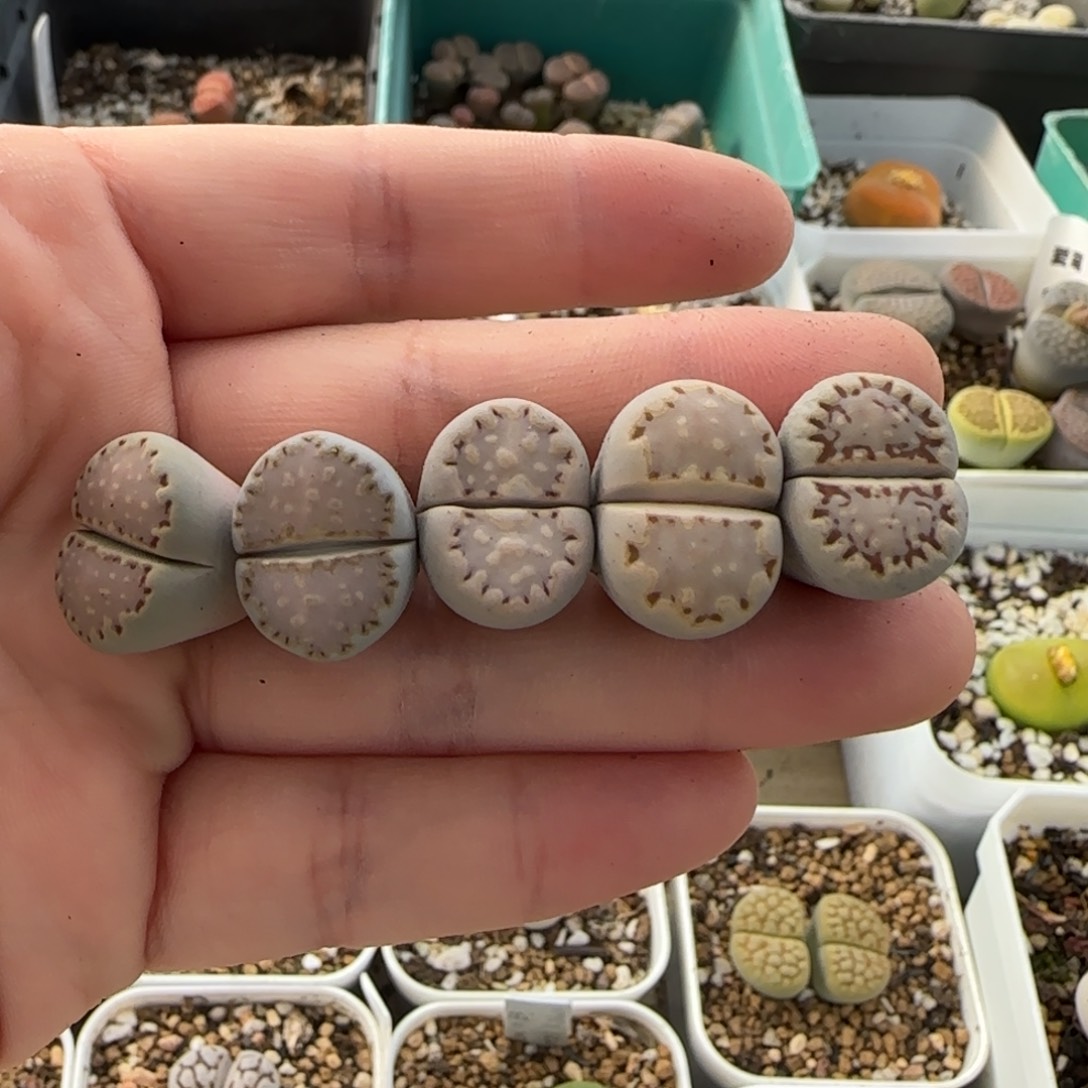 11.16。萌肉一抓子饼干福利。8006