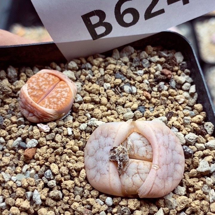 我的小姐姐们都是我624