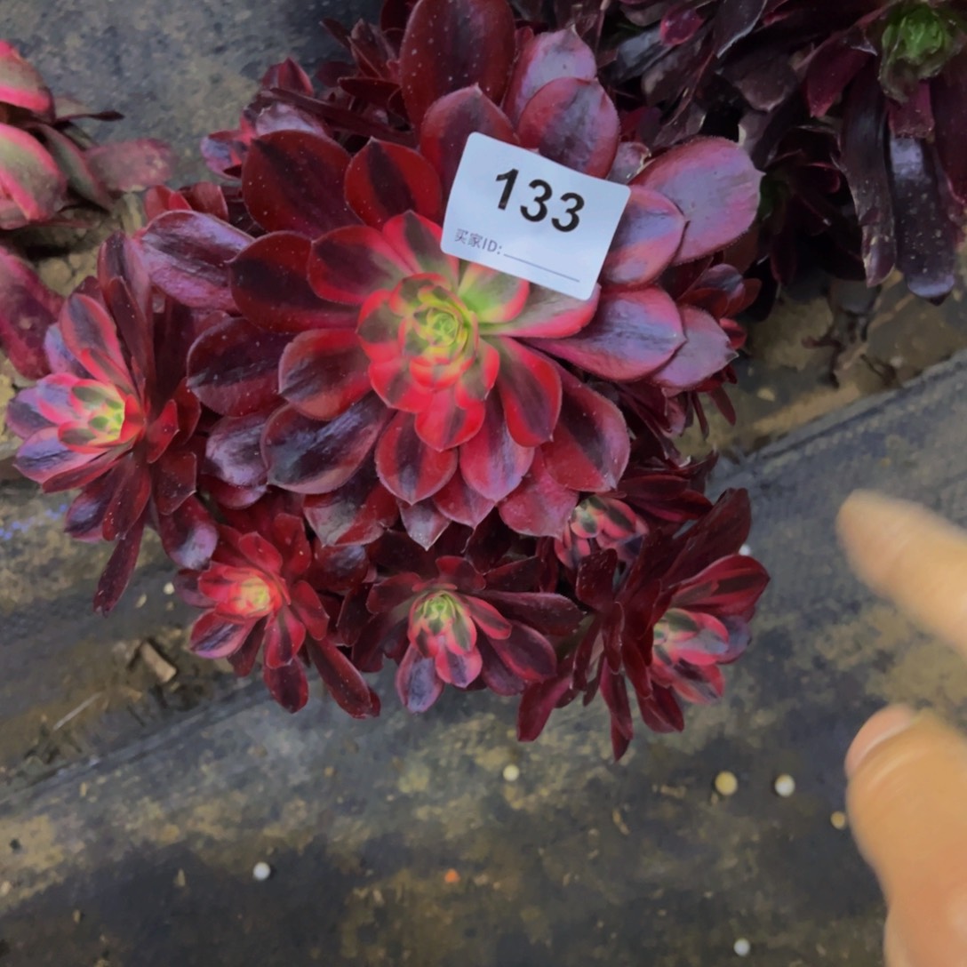 133美杜莎多肉植物法师