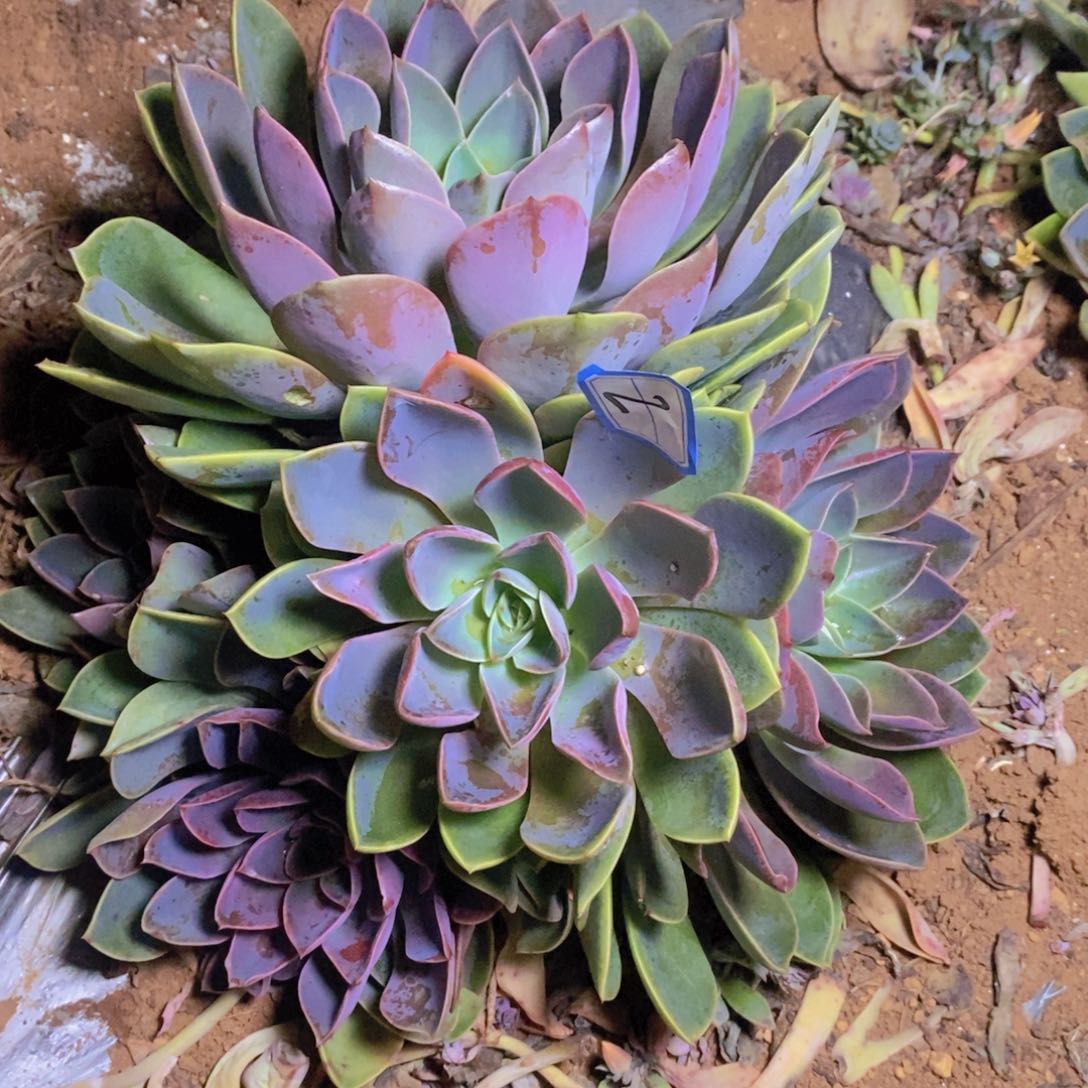 地栽紫气东来2号