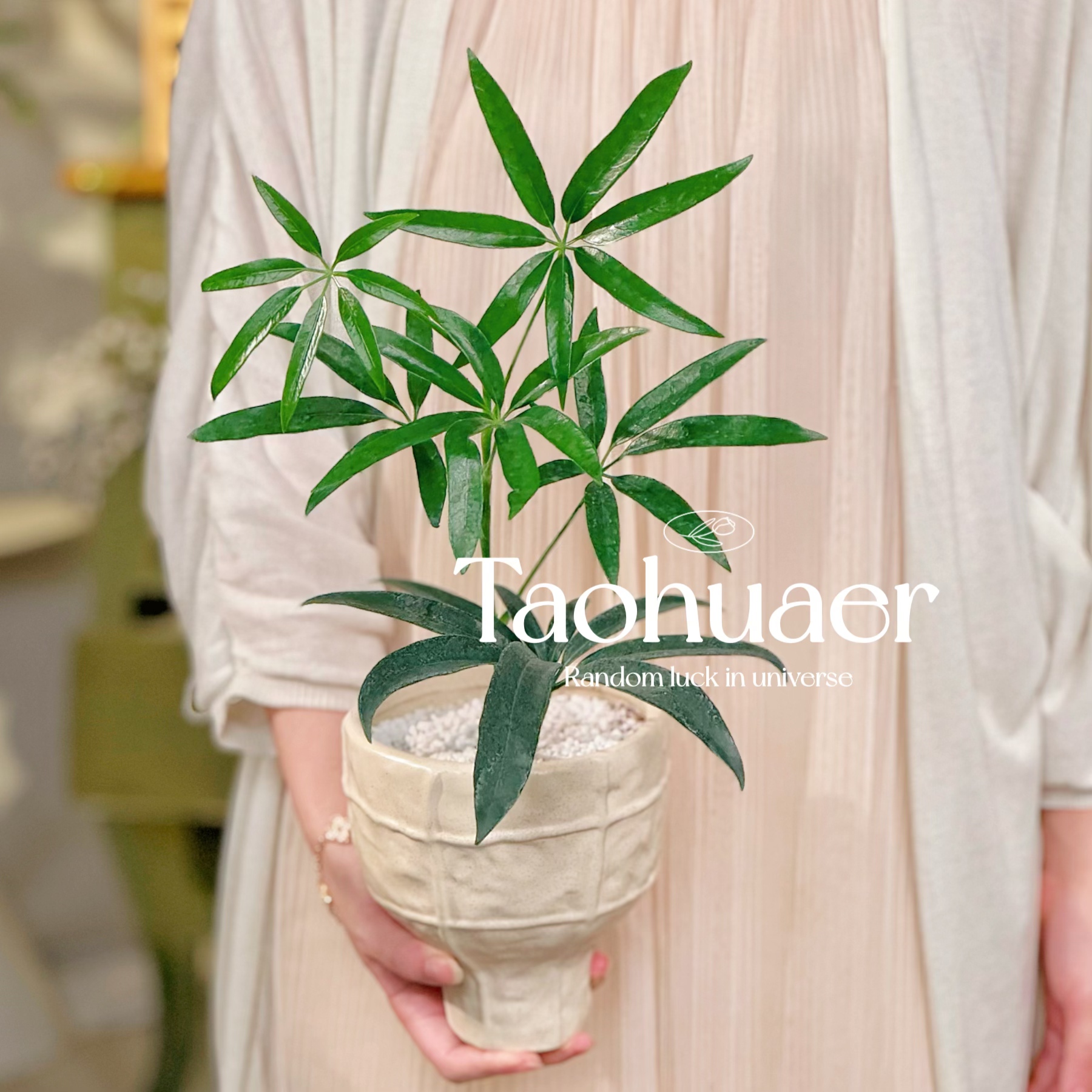 夏威夷鹅掌柴细叶伞柳叶耐阴常绿植物室内