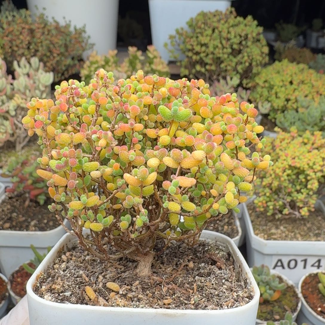 A371蜜橘糖球一物一拍