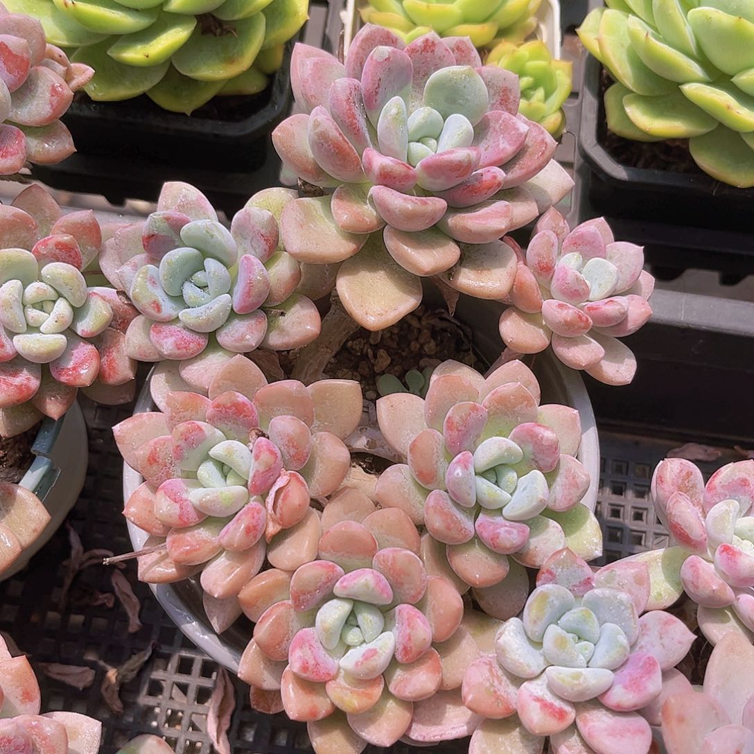 花瓣露15宫公分98888989999
