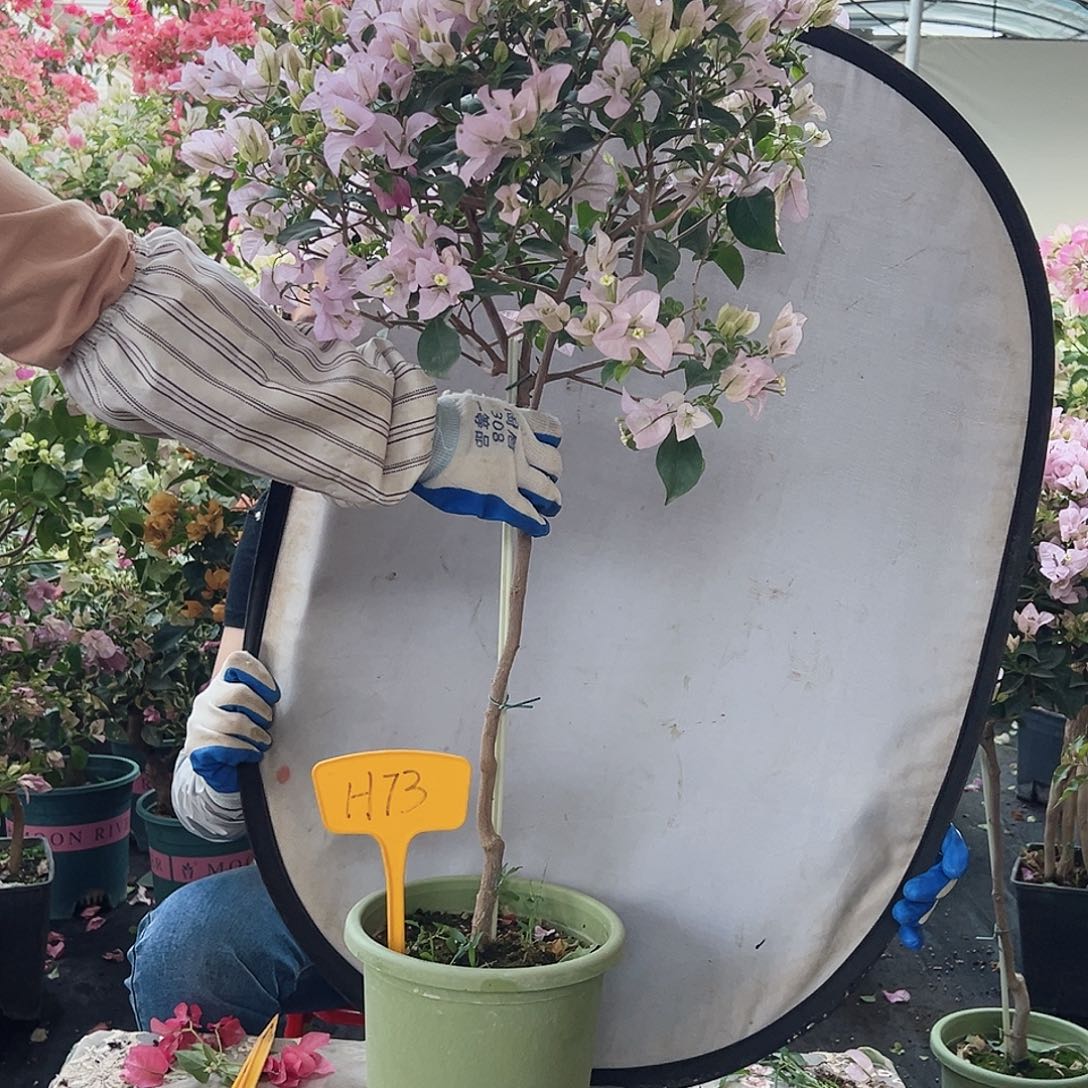 *****大部分花苞少量开放H73苹果花