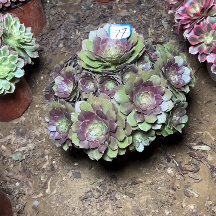 多肉植物沙拉拉碗77