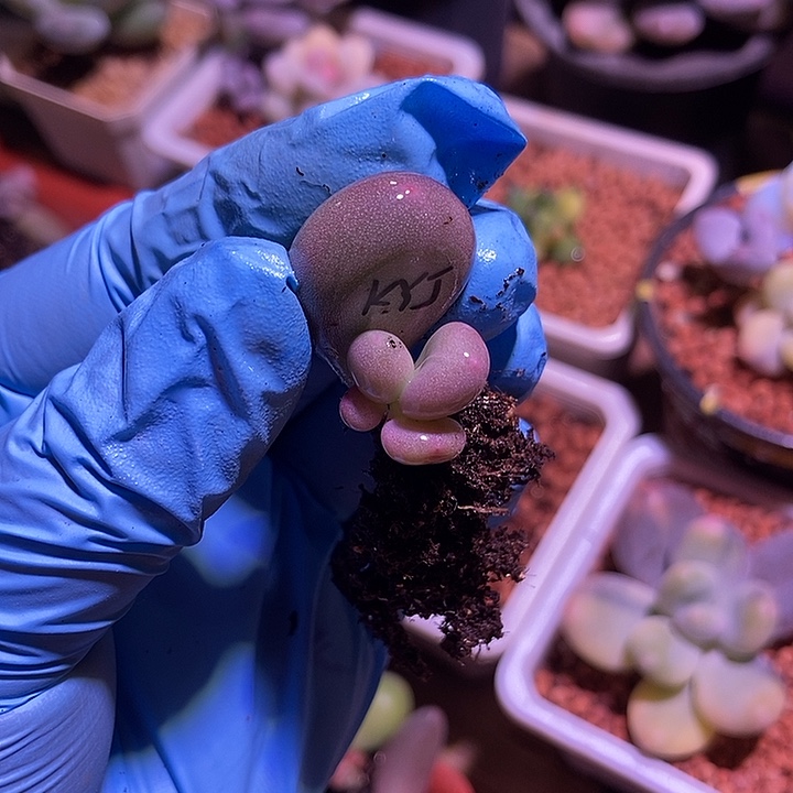 微***微宽大叶奶酪锦多肉植物