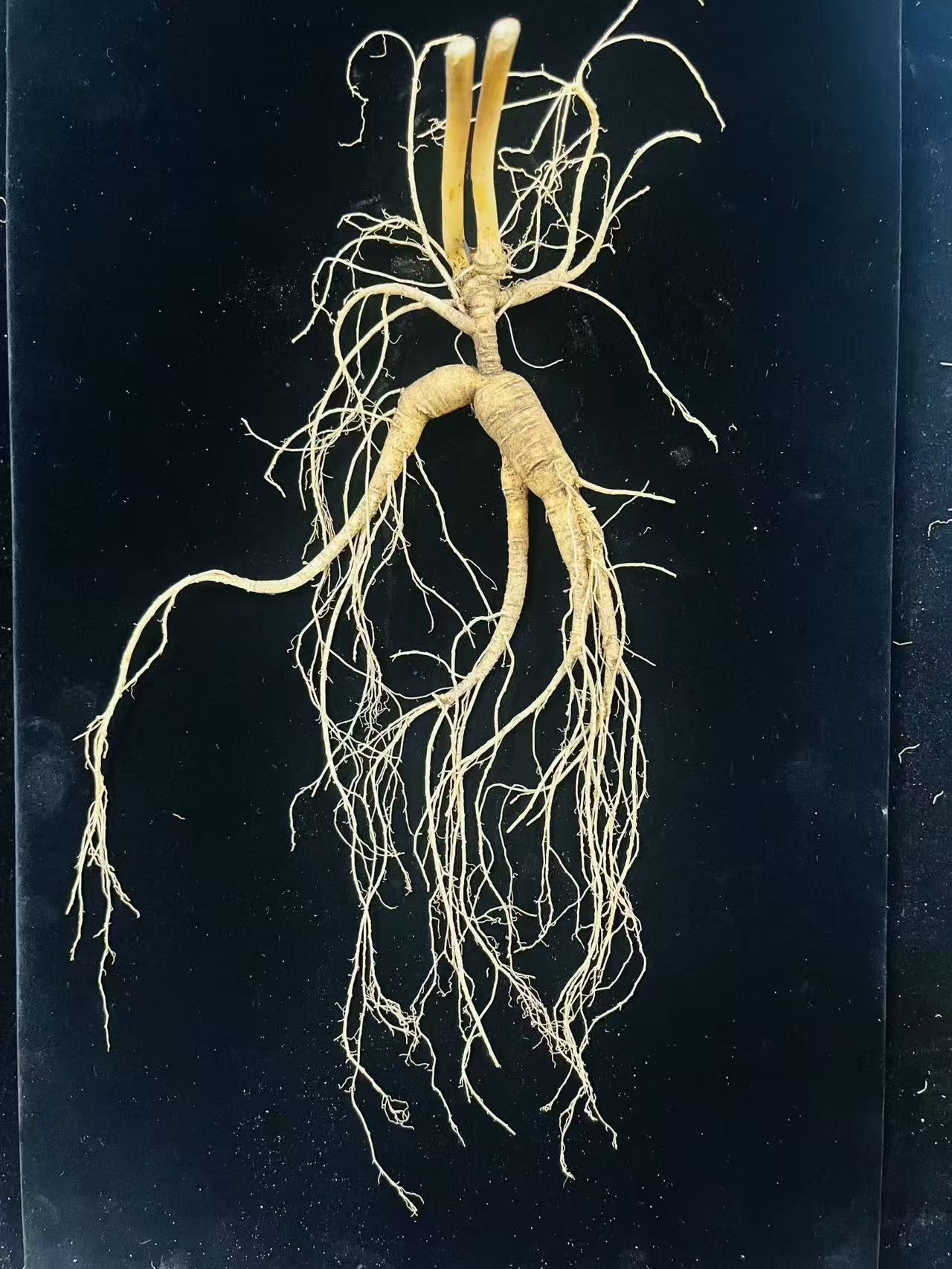 13年左右 长白山高年头林下参（趴货） 泡酒收藏 改价专属链接