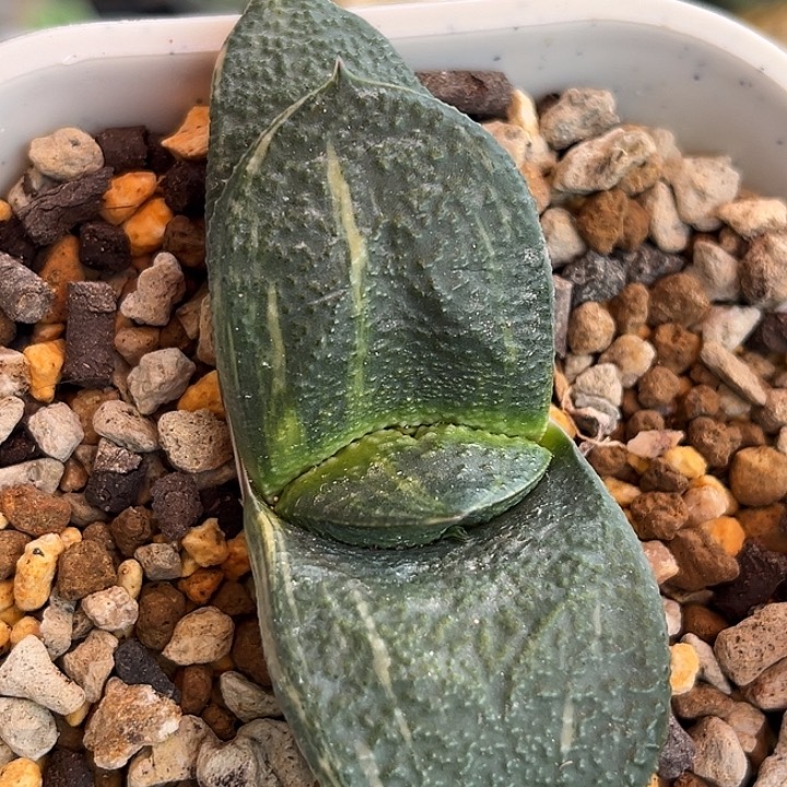 027脱土发货1111111111