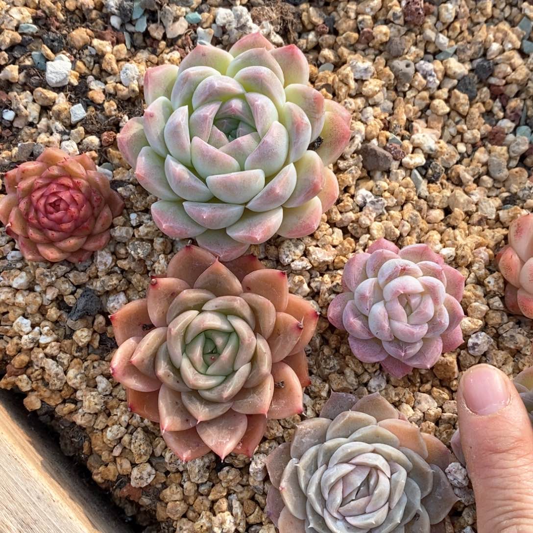 精品多肉一物一拍不包整94