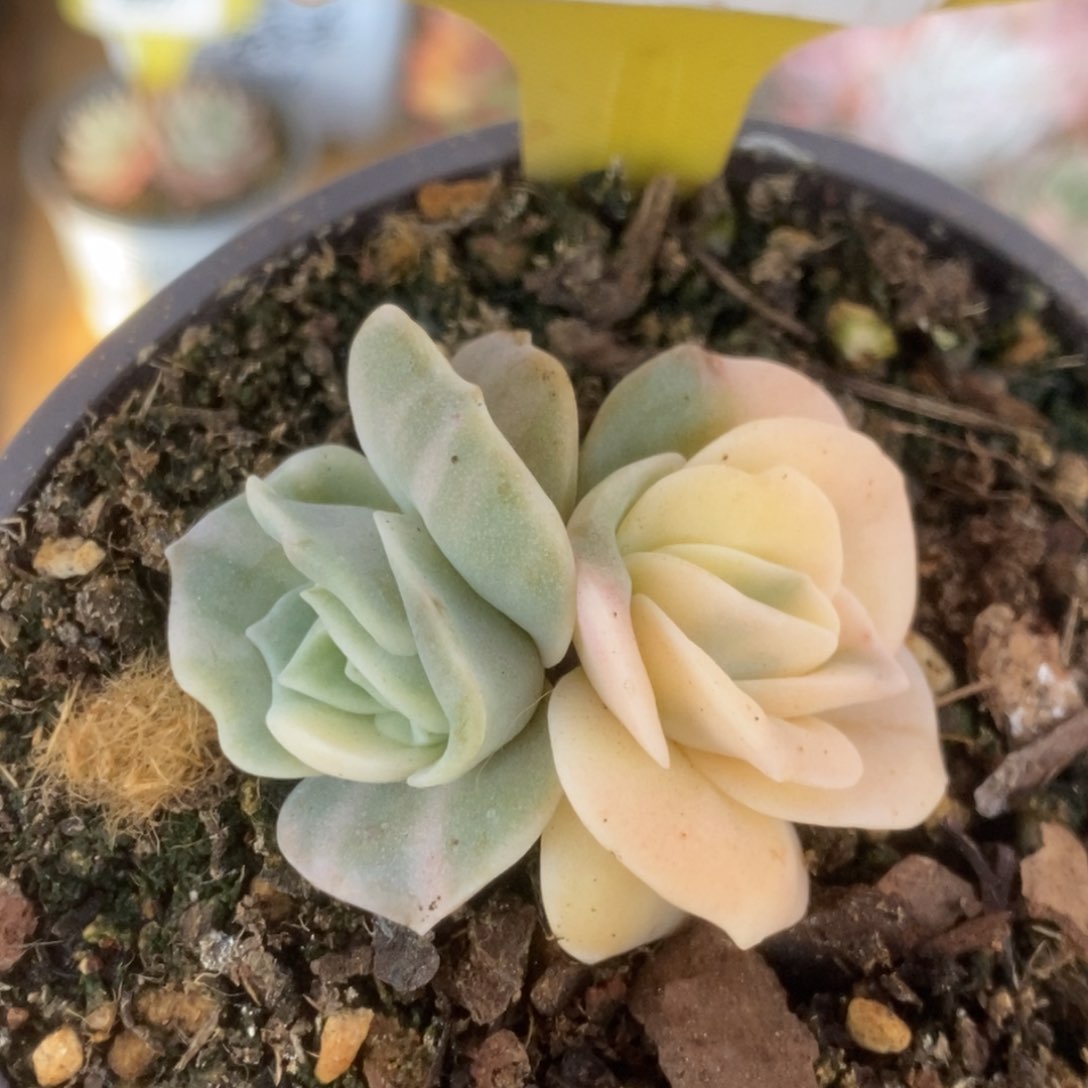 541可爱玫瑰5公分小的