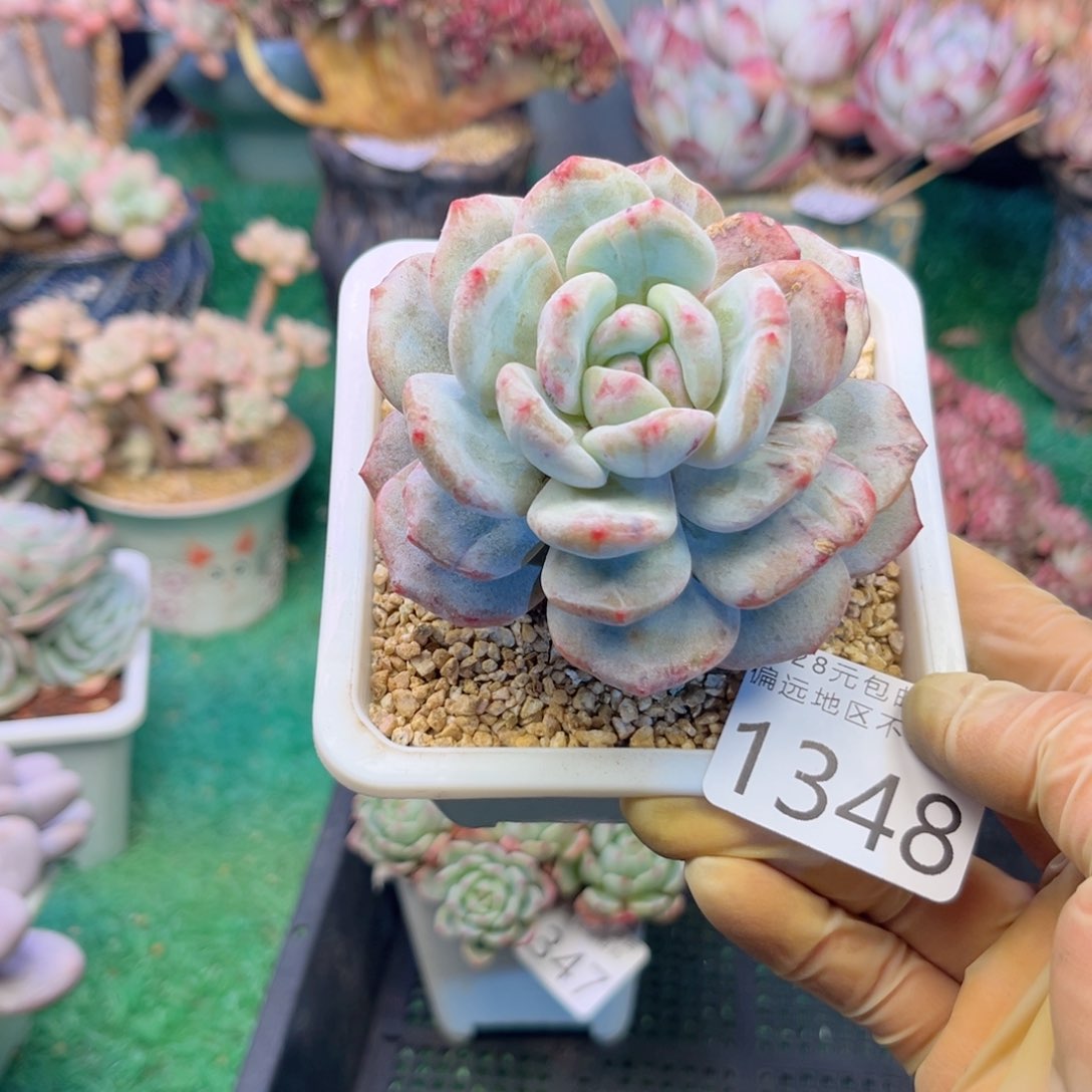 大1348，b x j d j f h f h h