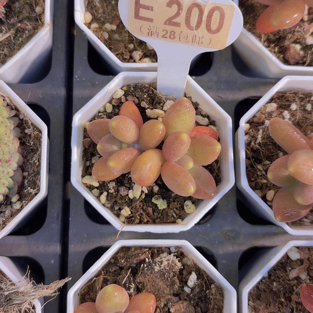 E200芒果奶一物一拍