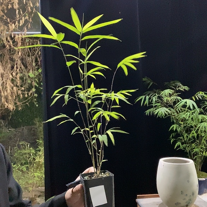 完全开放内门竹内门竹内门竹