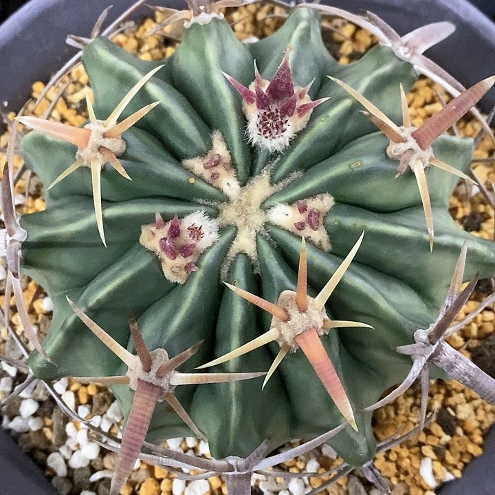 孤品实生优选宽刺王凌波11.4cm刺宽0.7cm