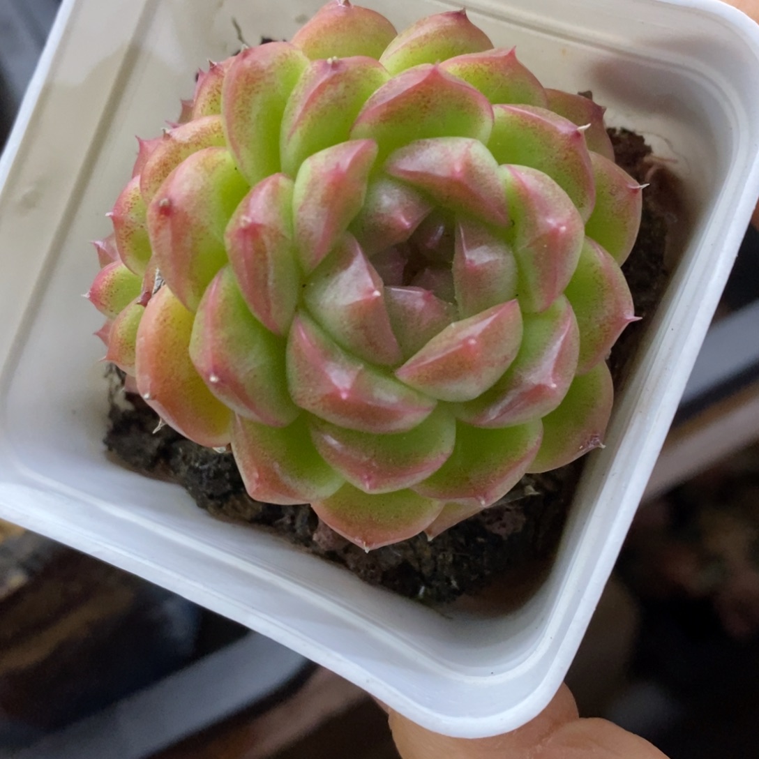 精品多肉一物一拍不包整299