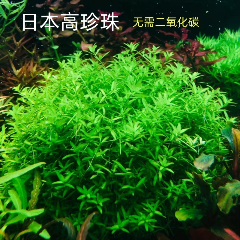日本高珍珠水草新手好养阴性中后景鱼缸草缸造景无需二氧化碳淡水