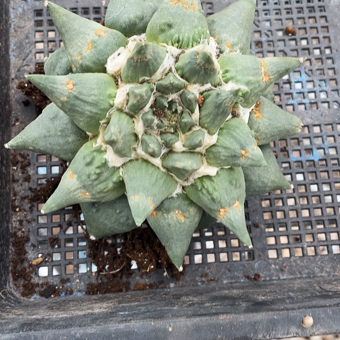 无花朵龙牙杂怒岩牡丹