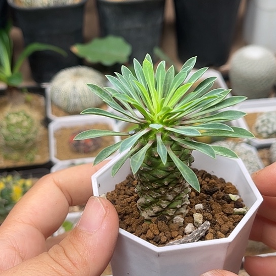无花朵铁甲麒麟一颗