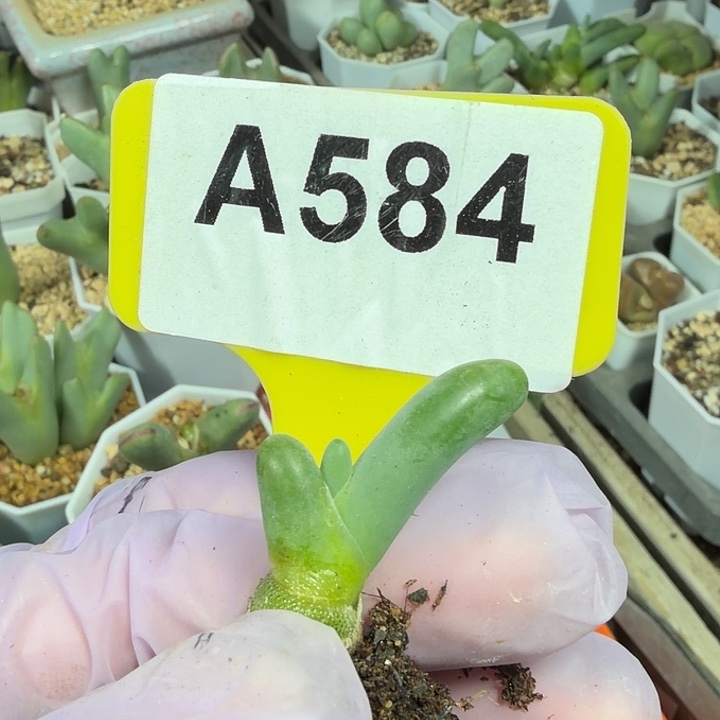 金****584mmmmmmmmnnnnnnnnnn.  