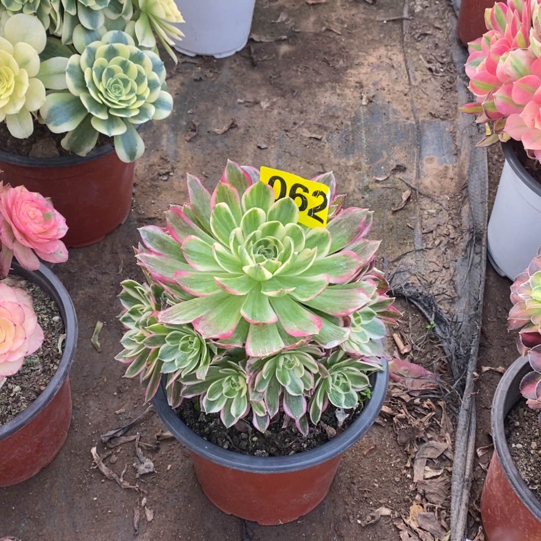 海王多肉法师062